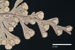 Hymenophyllum polyanthos. Dried specimen showing sori immersed in the ultimate lamina segments, with obovate, entire indusial flaps.
 Image: J.R. Rolfe © Jeremy Rolfe 2011 All rights reserved